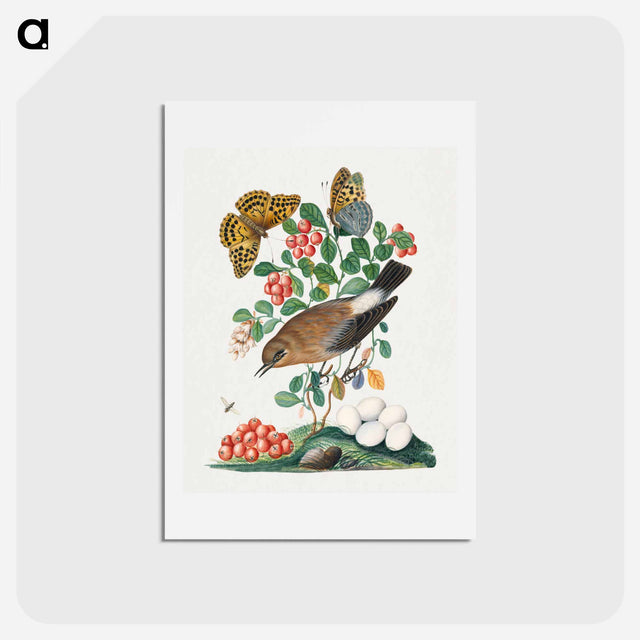 アートポストカード-Northern Wheatear, Cowberry, and Insects
 - ジェームズ ボルトン Postcard.