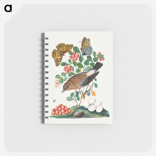 Northern Wheatear, Cowberry, and Insects
 - ジェームズ ボルトン Memo.