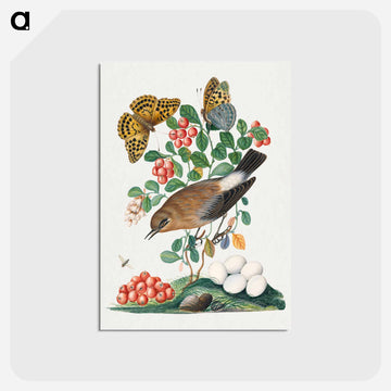 Northern Wheatear, Cowberry, and Insects
 - ジェームズ ボルトン Postcard.