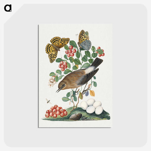 Northern Wheatear, Cowberry, and Insects
 - ジェームズ ボルトン Postcard.