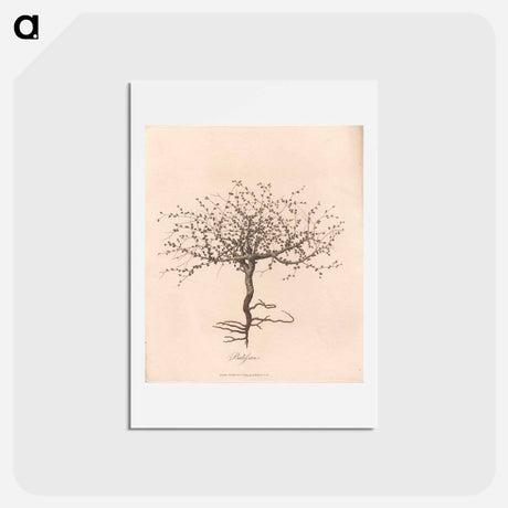 アートポストカード-Balessan
 - ジェームス ヒース Postcard.