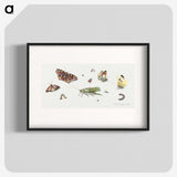 1-7_Jan-Van-Kessel_blk