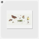 1-7_Jan-Van-Kessel_hagaki