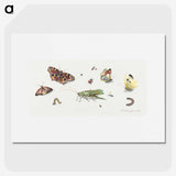 1-7_Jan-Van-Kessel_picture