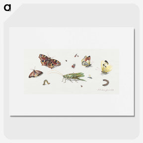 1-7_Jan-Van-Kessel_picture