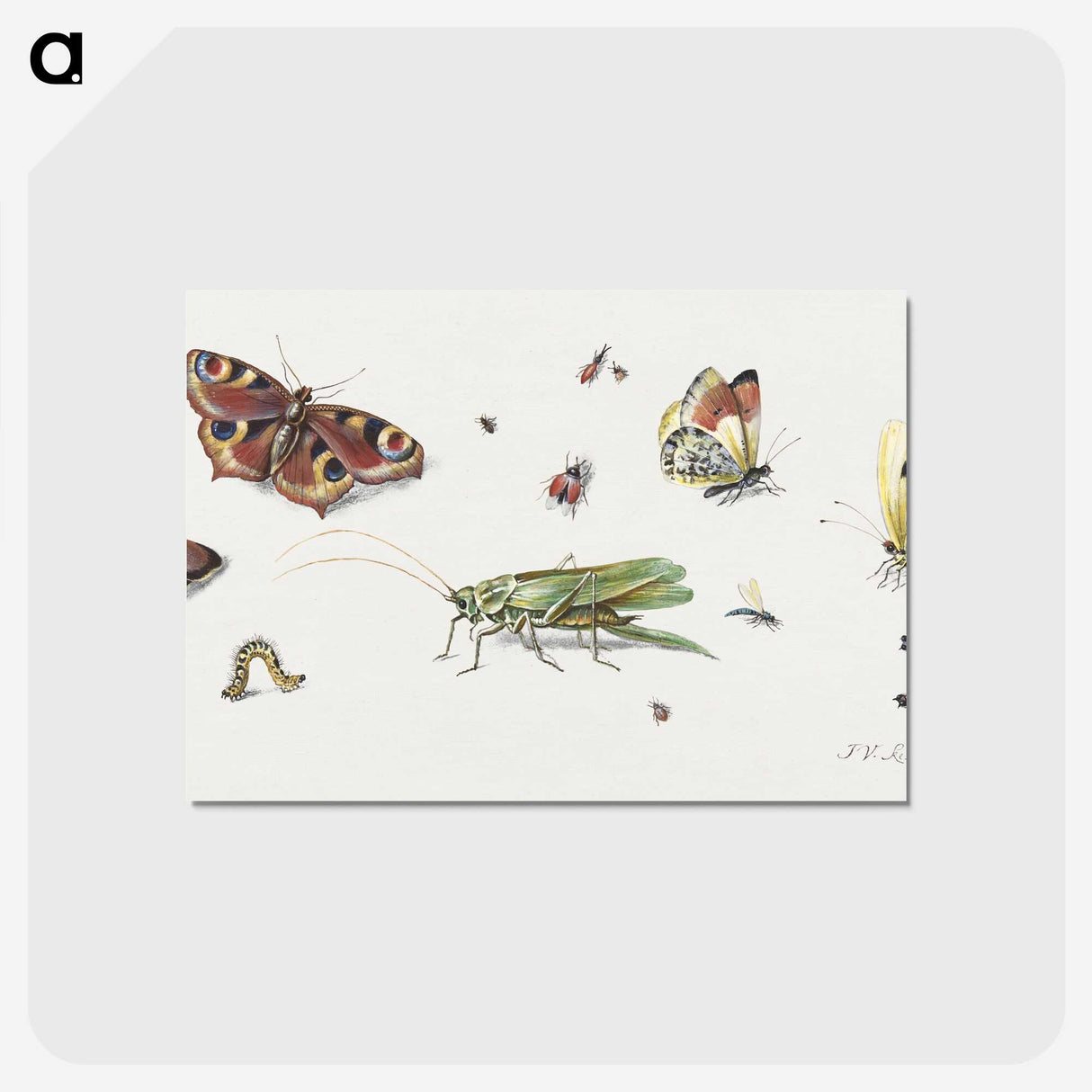 1-7_Jan-Van-Kessel_postcard