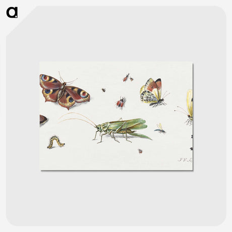 1-7_Jan-Van-Kessel_postcard