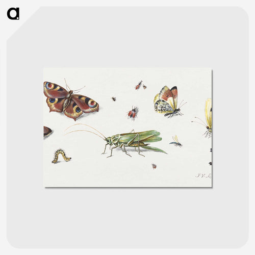 Insects, Butterflies, and a Grasshopper
 - ヤン ファン ケッセル Postcard.