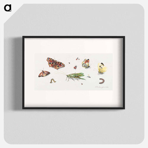 Insects, Butterflies, and a Grasshopper
 - ヤン ファン ケッセル Poster.