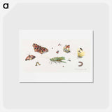 アートポストカード-Insects, Butterflies, and a Grasshopper
 - ヤン ファン ケッセル Postcard.