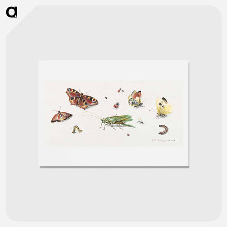 アートポストカード-Insects, Butterflies, and a Grasshopper
 - ヤン ファン ケッセル Postcard.