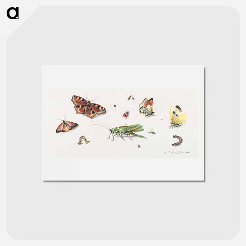 Insects, Butterflies, and a Grasshopper
 - ヤン ファン ケッセル Postcard.