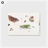 アートポストカード-Insects, Butterflies, and a Grasshopper
 - ヤン ファン ケッセル Postcard.