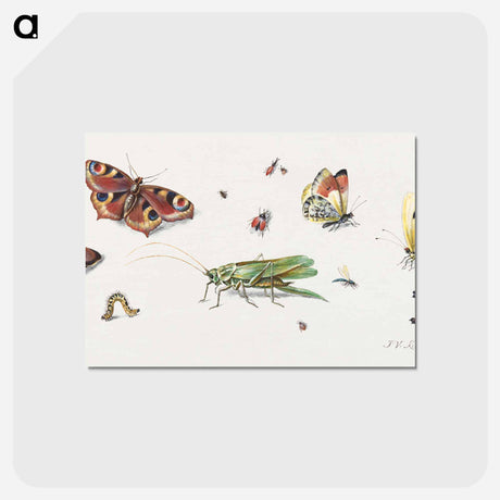 アートポストカード-Insects, Butterflies, and a Grasshopper
 - ヤン ファン ケッセル Postcard.