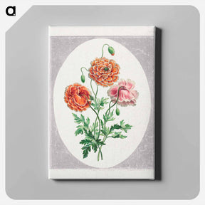 アートパネル-Dwarf Double Poppy
 - ジョン エドワーズ Canvas.
