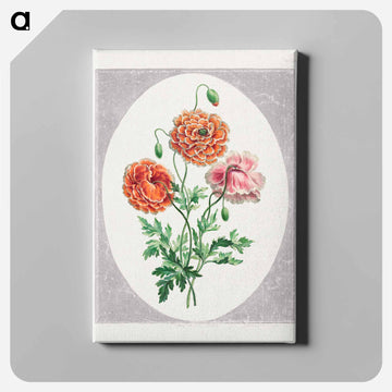 Dwarf Double Poppy
 - ジョン エドワーズ Canvas.