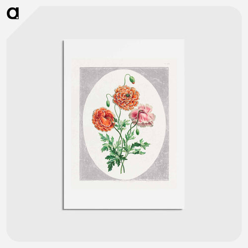 Dwarf Double Poppy
 - ジョン エドワーズ Postcard.