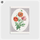 アートポストカード-Dwarf Double Poppy
 - ジョン エドワーズ Postcard.