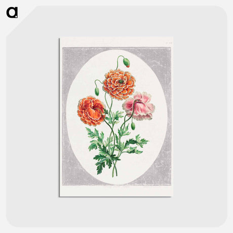 アートポストカード-Dwarf Double Poppy
 - ジョン エドワーズ Postcard.