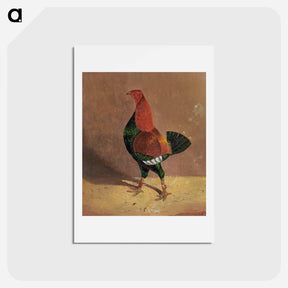アートポストカード-Fighting Cocks
 - ジョン フレデリック ヘリング Postcard.
