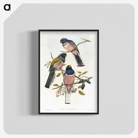 1-7_John-Gould_blk-crop