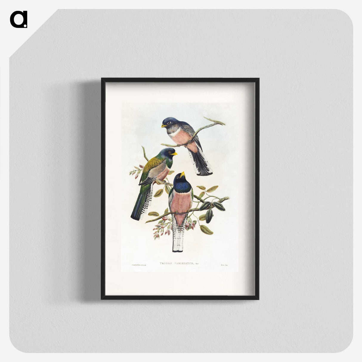 1-7_John-Gould_blk