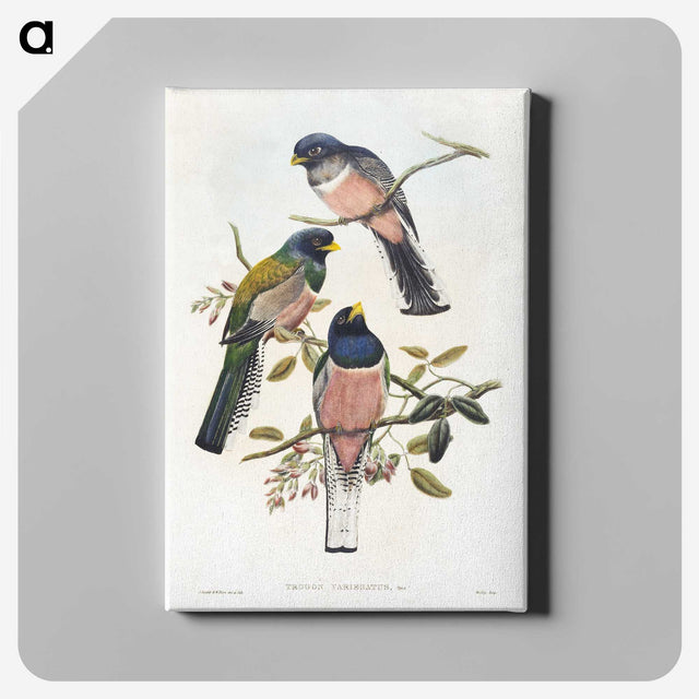 1-7_John-Gould_canvas
