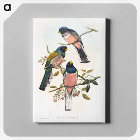 アートパネル-Trogan Variegatus
 - ジョン グールド Canvas.