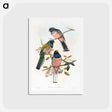アートポストカード-Trogan Variegatus
 - ジョン グールド Postcard.