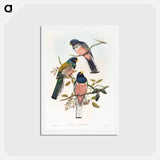 アートポストカード-Trogan Variegatus
 - ジョン グールド Postcard.