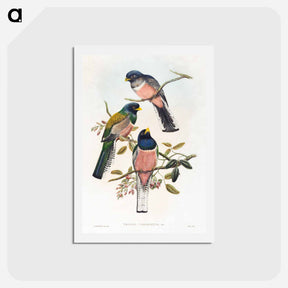 アートポストカード-Trogan Variegatus
 - ジョン グールド Postcard.