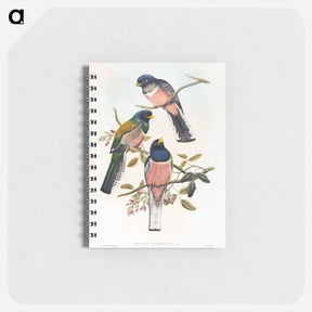 アートメモ帳-Trogan Variegatus
 - ジョン グールド Memo.