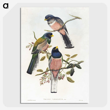 1-7_John-Gould_picture-crop