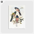 1-7_John-Gould_postcard