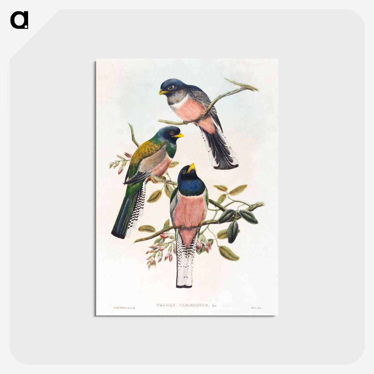 アートポストカード-Trogan Variegatus
 - ジョン グールド Postcard.
