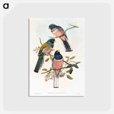 アートポストカード-Trogan Variegatus
 - ジョン グールド Postcard.