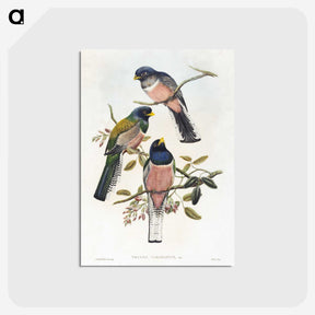 1-7_John-Gould_postcard