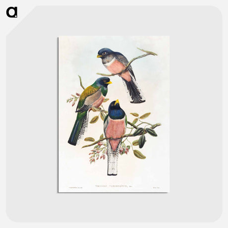 アートポストカード-Trogan Variegatus
 - ジョン グールド Postcard.