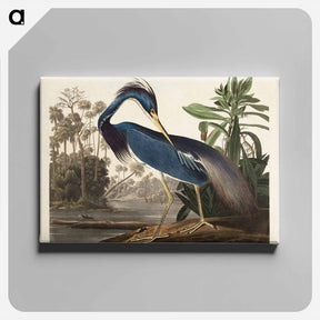 アートパネル-Louisiana Heron
 - ジョン ジェームス オーデュボン Canvas.