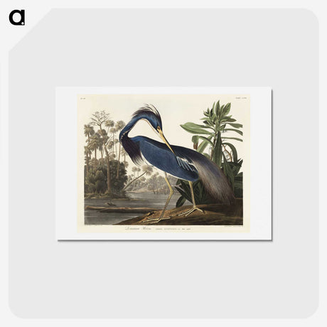 1-7_John-James-Audubon_hagaki