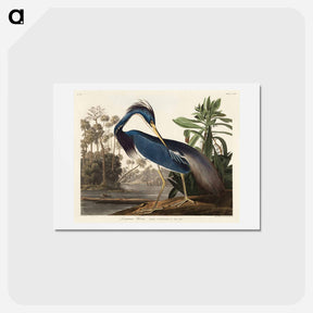 アートポストカード-Louisiana Heron
 - ジョン ジェームス オーデュボン Postcard.
