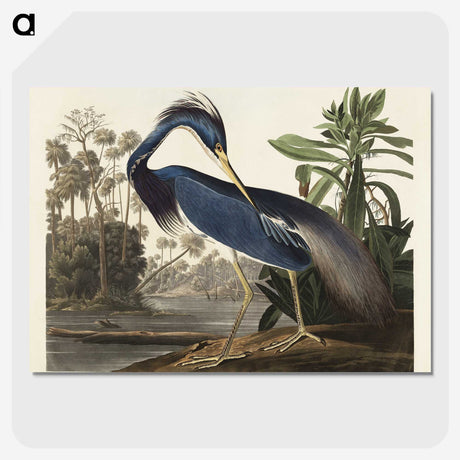 1-7_John-James-Audubon_picture-crop