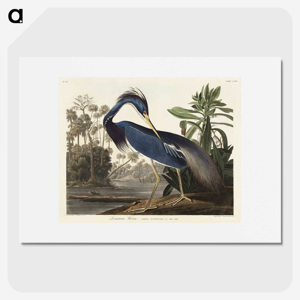 1-7_John-James-Audubon_picture
