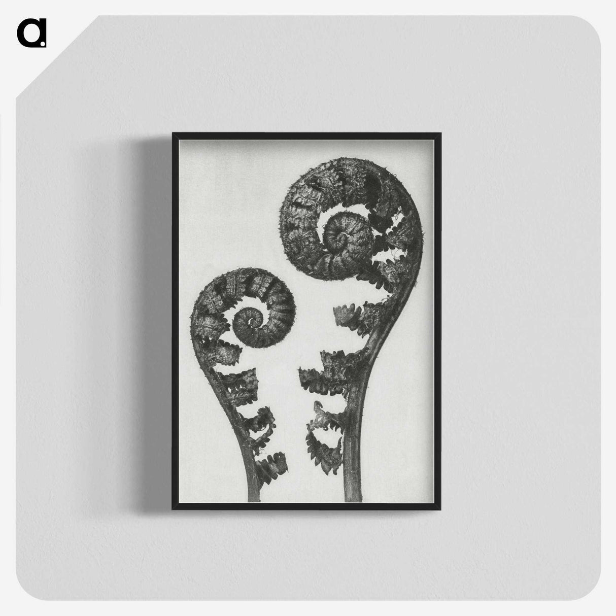 1-7_Karl-Blossfeldt_blk-crop