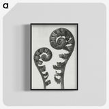 1-7_Karl-Blossfeldt_blk-crop