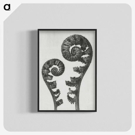 1-7_Karl-Blossfeldt_blk-crop