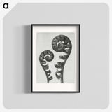 1-7_Karl-Blossfeldt_blk