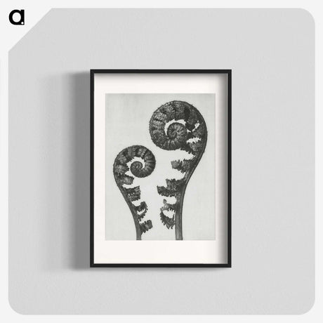 1-7_Karl-Blossfeldt_blk