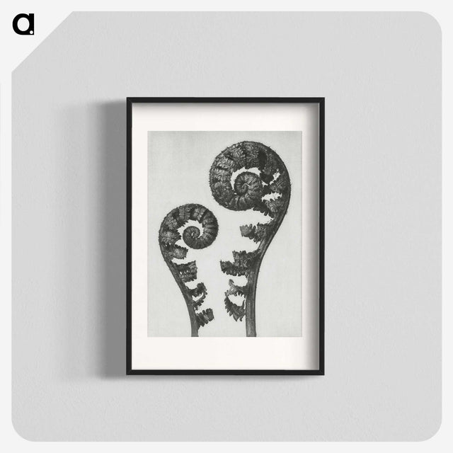 1-7_Karl-Blossfeldt_blk