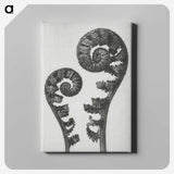 1-7_Karl-Blossfeldt_canvas